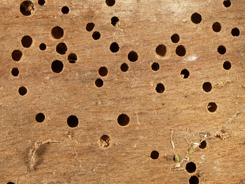 0002 Col Ano, woodworm holes