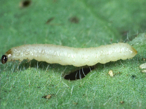 0026 Col Chr, Psylliodes luridipennis larva
