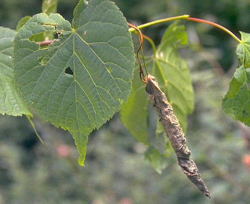 0028 Col Rhyn, Bytiscus betulae leaf roll