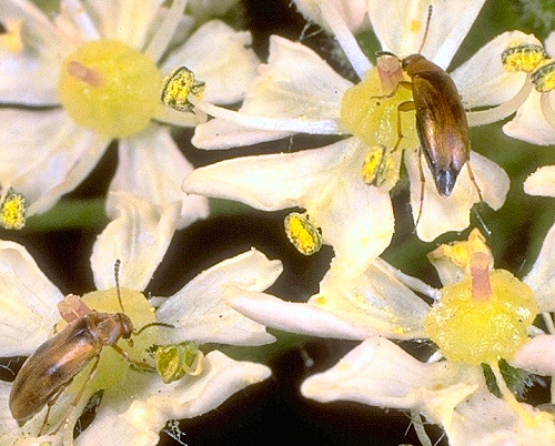 0081 Col Scr, Anaspis maculata