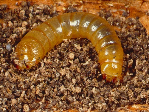 0083 Col Ten, Cylindrinotus laevioctostriatus larva