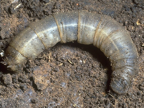0086 Dip Tip, Tipula paludosa larva
