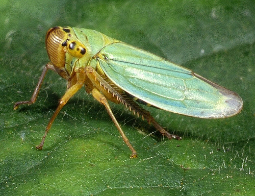 0111 Hom  Cica, Cicadella viridis