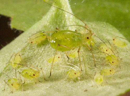 0136 Hom Aph, aphid family