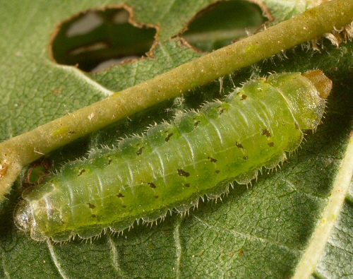 0146 Hym Ten, Platycampus luridiventris larva