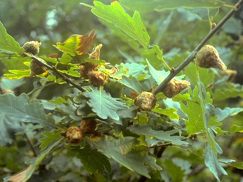 0154 Hym Cyn, Andricus fecundator, artichoke galls on oak