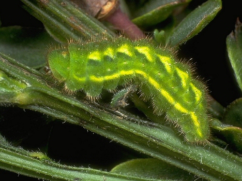 0173 Lep Lyc, Green hairstreak larva