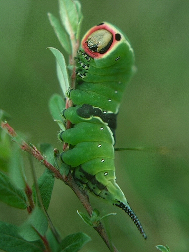 0177 Lep Not, Puss moth larva