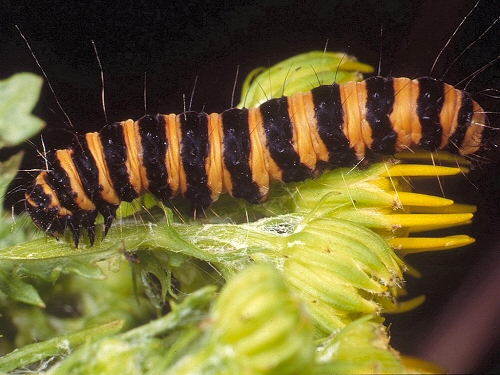 0187 Lep Arc, Cinnabar larva