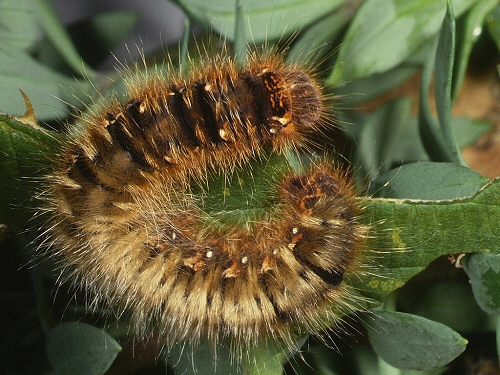 0192 Lep Las, Oak Eggar Moth larva