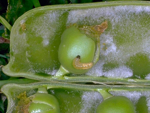 0196 Lep Tor, Cydia nigricana - pea moth