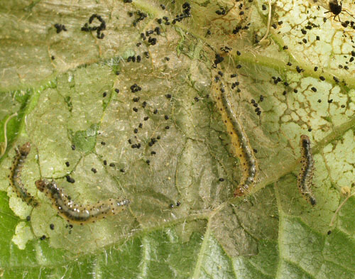0198 Lep Epe, Epermenia chaerophyllella larvae on hogweed