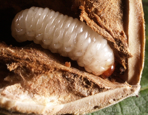 0048 Col Cur, Curculio nucum larva