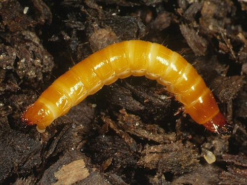 0056 Col Ela, Athous haemorrhoidalis larva