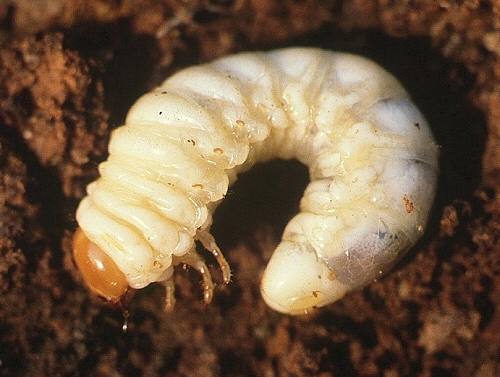 0060 Col Luc, Dorcus parallelipipedus larva