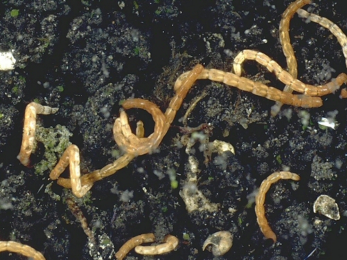 0088 Dip Cer, Dasyhelea lithotelmatica larvae