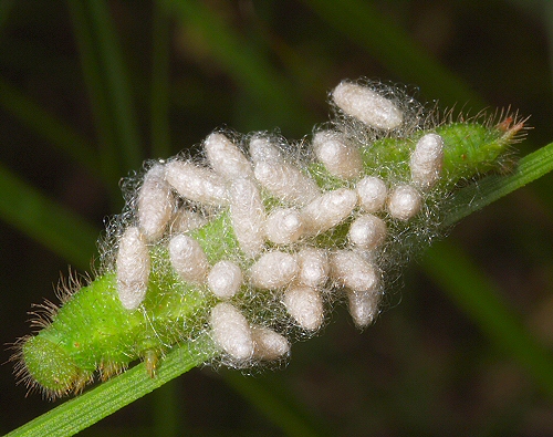 0153 Hym Bra, Apanteles coccoons ex small heath larva