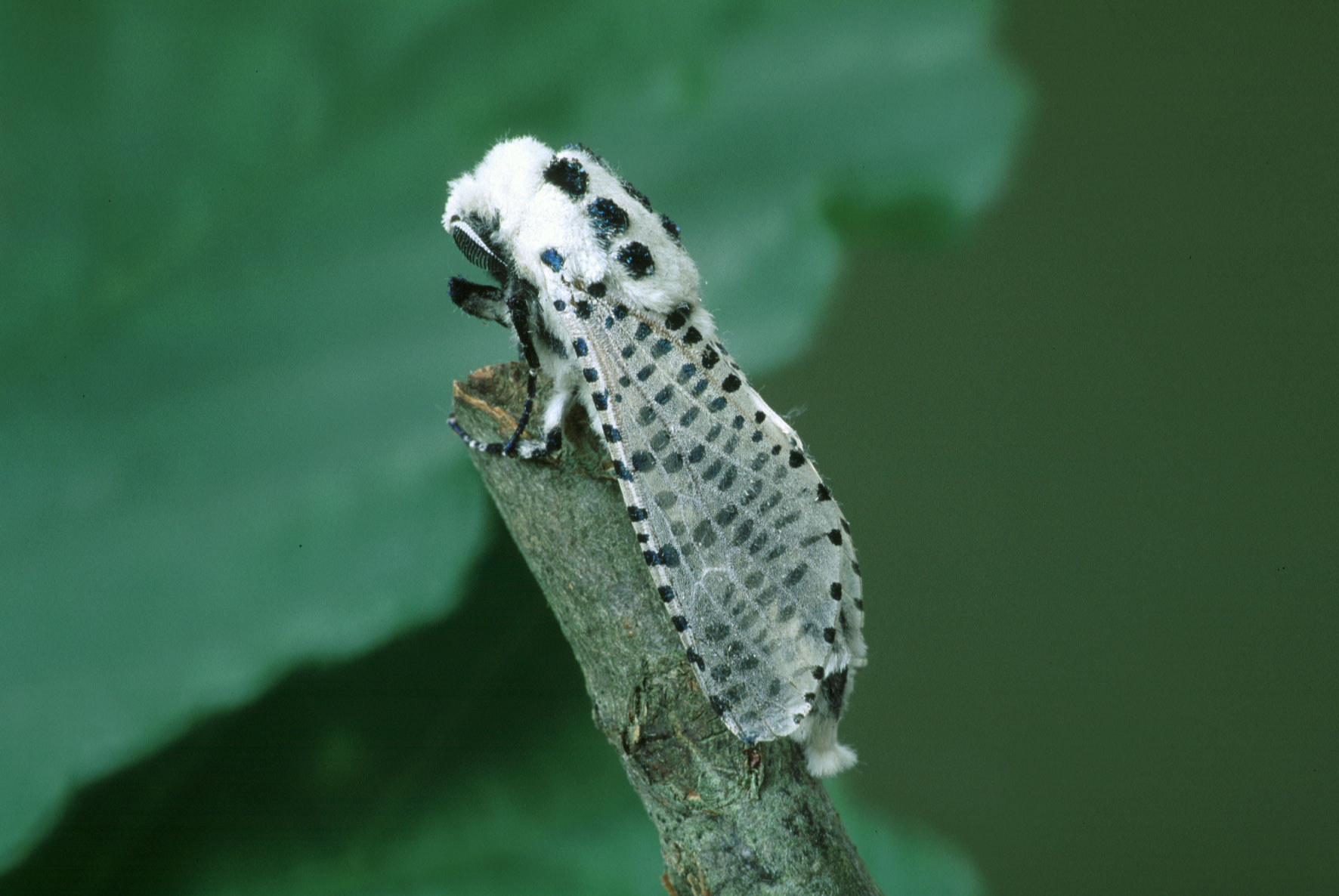 0203 Lep Coss, Zeuzera pyrina, Leopard moth